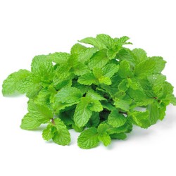 Menthol - ZAZO Menthol - ZAZO