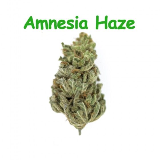 CBD Blüten Amnesia Haze - Dr Green CBD Blüten Amnesia Haze - Dr Green