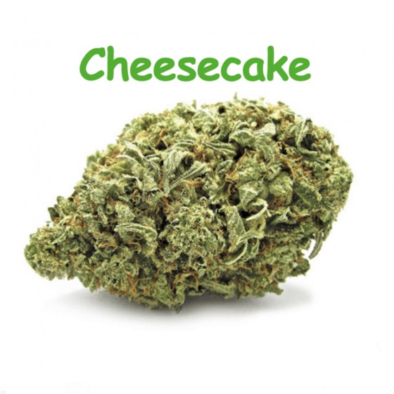 CBD Blüten Cheesecake - Dr Green CBD Blüten Cheesecake - Dr Green