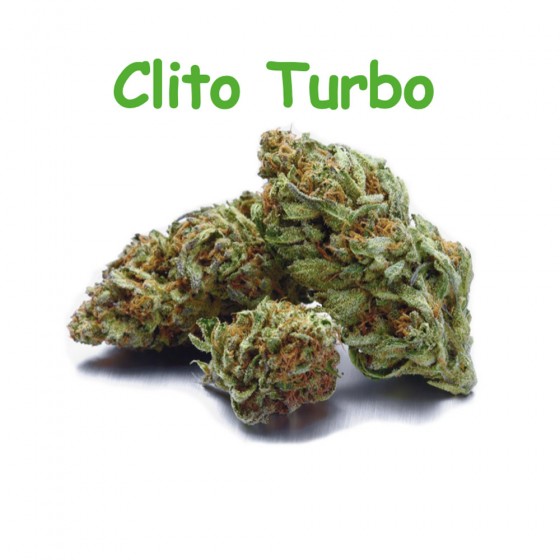 CBD Blüten Clito Turbo - Dr Green CBD Blüten Clito Turbo - Dr Green