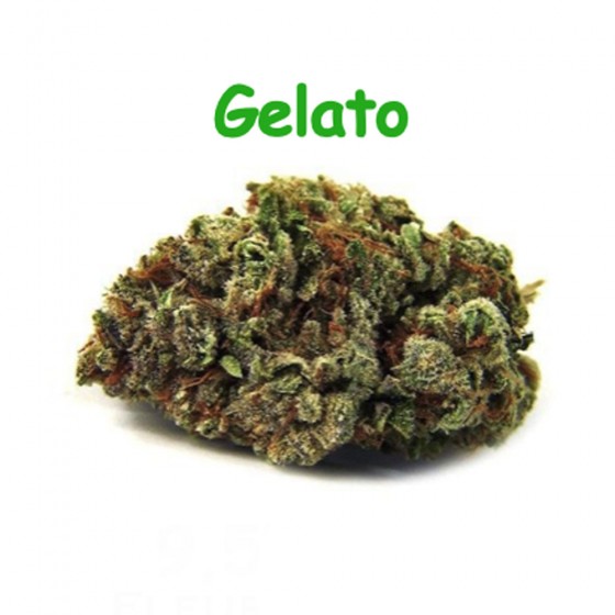 CBD Blüten Gelato - Dr Green CBD Blüten Gelato - Dr Green