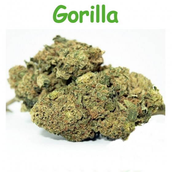 CBD Blüten Gorilla - Dr Green CBD Blüten Gorilla - Dr Green