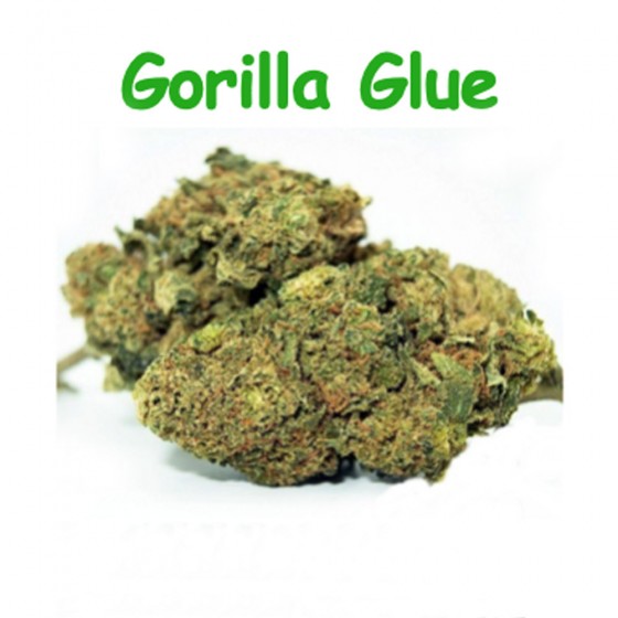 CBD Blüten Gorilla Glue - Dr Green CBD Blüten Gorilla Glue - Dr Green