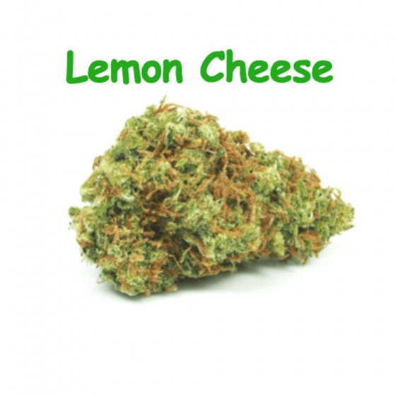 CBD Blüten Lemon Cheese - Dr Green CBD Blüten Lemon Cheese - Dr Green
