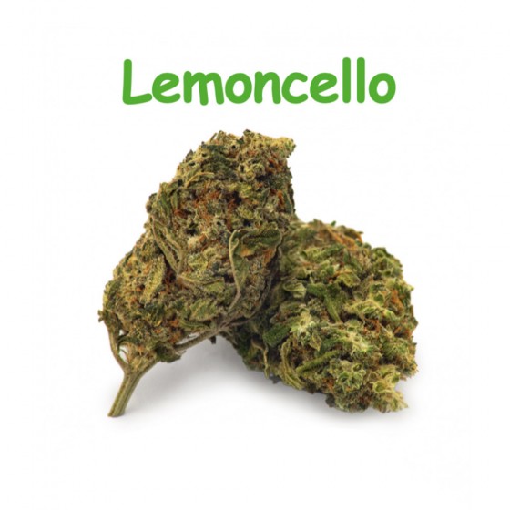 CBD Blüten Lemoncello - Dr Green CBD Blüten Lemoncello - Dr Green